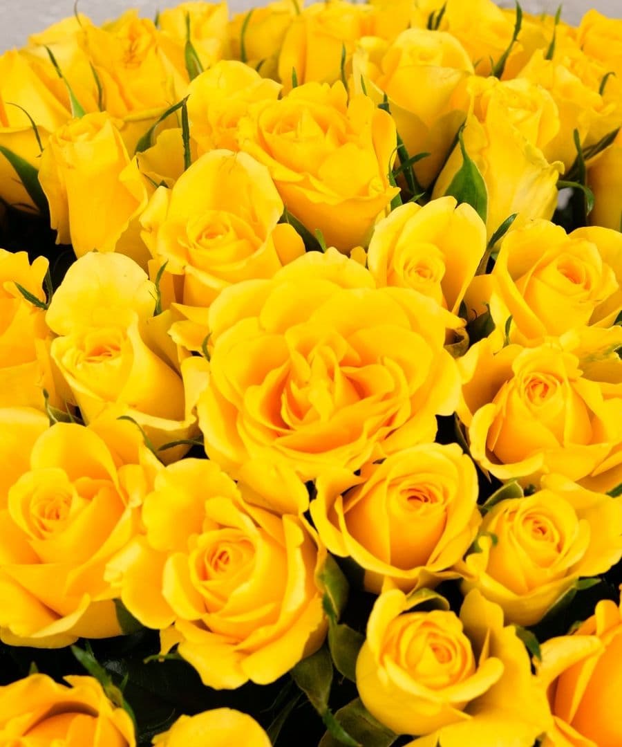 Желтая роза Кения в коробке 101шт