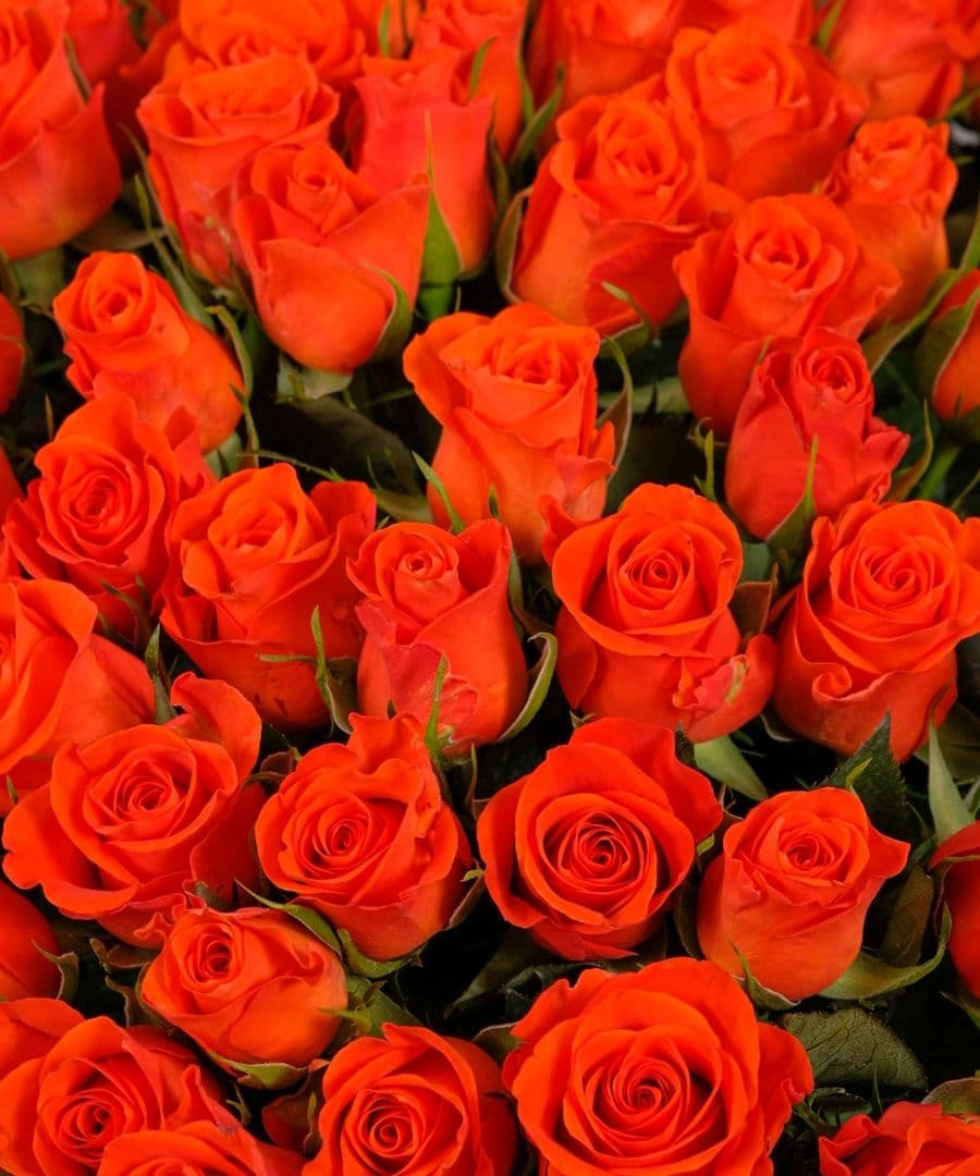 Композиция из Оранжевых Роз Кения в шляпной коробке 101шт