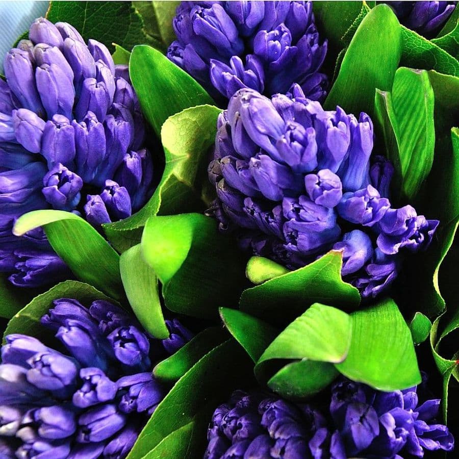 Букет из Синих Гиацинтов «Сапфировый Блюз»