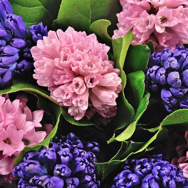 Букет гиацинт микс Букет гиацинт микс