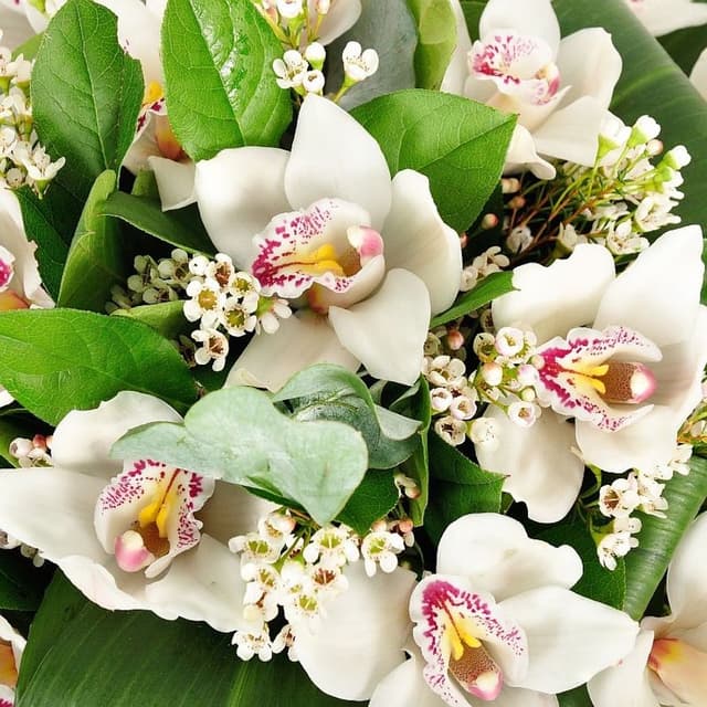 Букет из белых Орхидей «Эрида» Букет из белых Орхидей «Эрида»