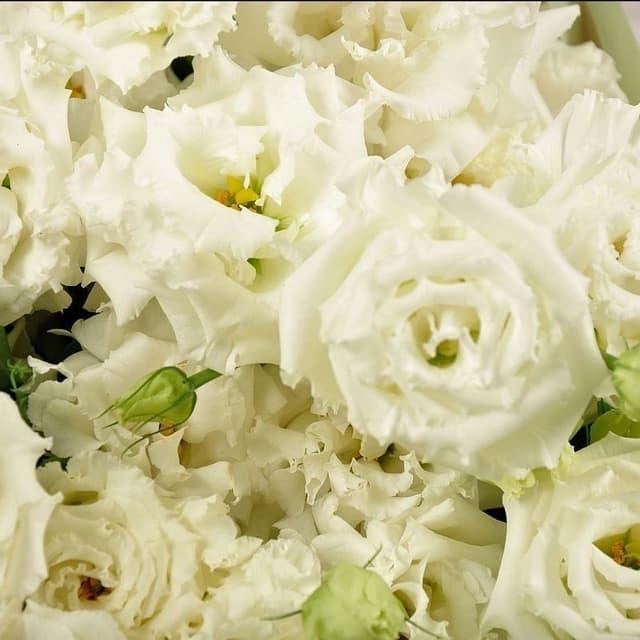 Букет из белого Лизиантуса «София» Букет из белого Лизиантуса «София»