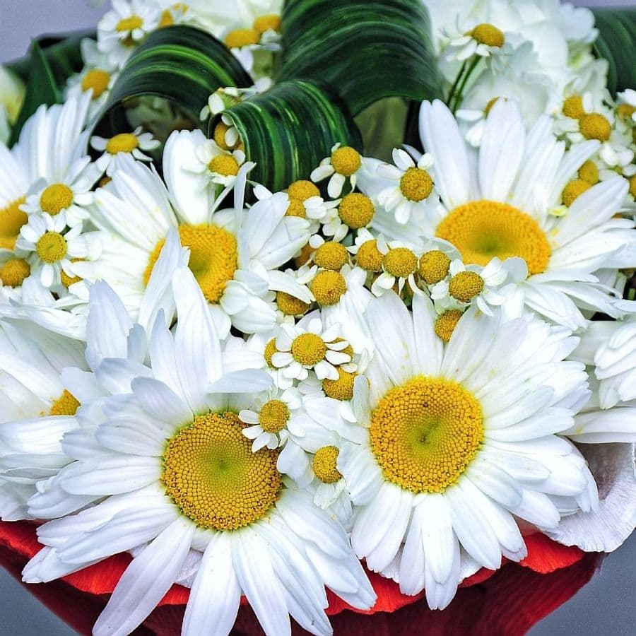 Букет из Ромашек и Альстромерий «По дороге с облаками»