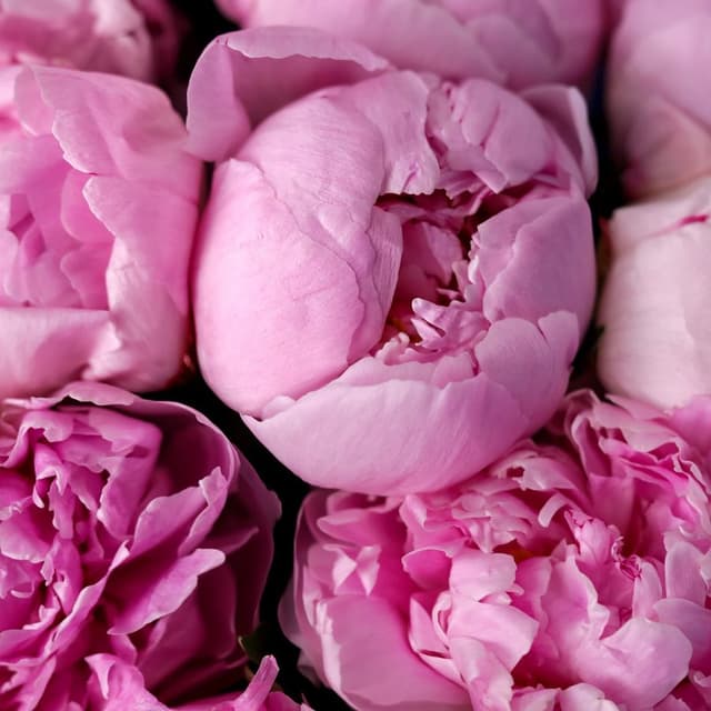 Букет из Пионов «Розовая симфония» Букет из Пионов «Розовая симфония»