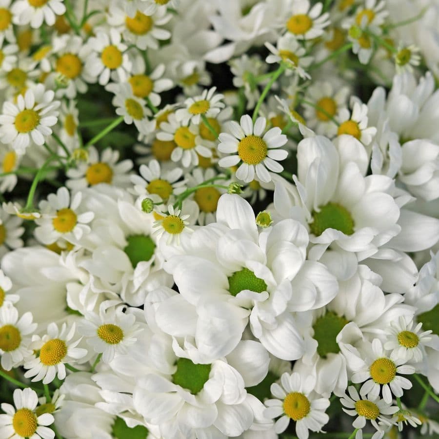 Букет из кустовых Хризантем и Матрикарий «Прелести полей»