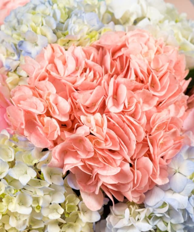 Букет из Гортензий «Триколор» Букет из Гортензий «Триколор»