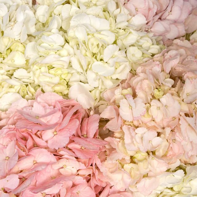 Букет из розовой и белой Гортензии «Аттракционы» Букет из розовой и белой Гортензии «Аттракционы»