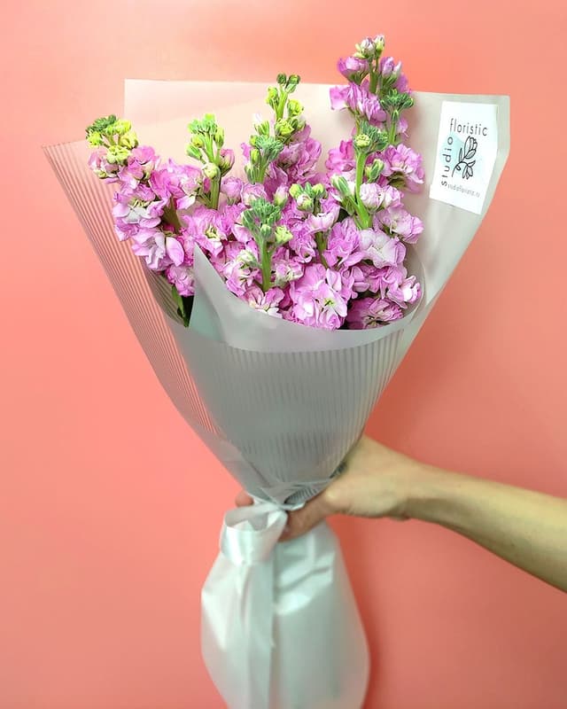 Букет из Розовых Маттиол «Августовская Ночь» Букет из Розовых Маттиол «Августовская Ночь»