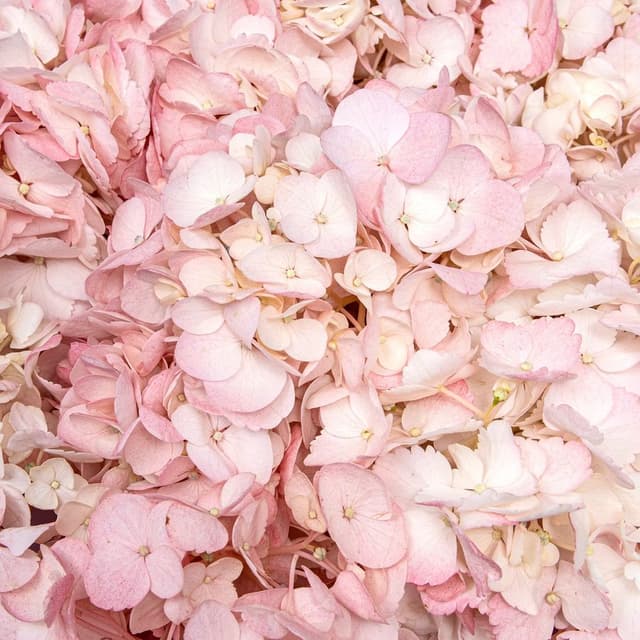 Букет из нежно-розовой Гортензии «Мечты Анны» Букет из нежно-розовой Гортензии «Мечты Анны»