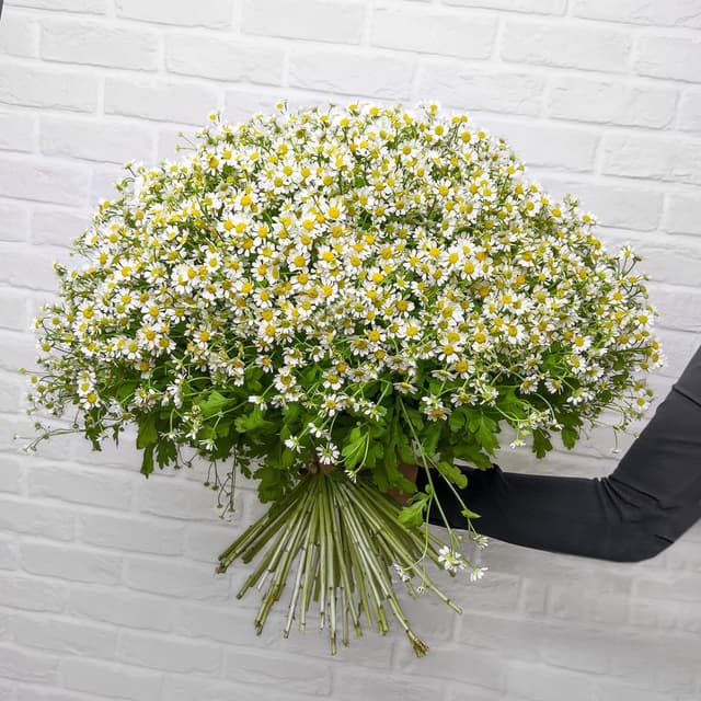 Букет из 101 Ромашки «Оазис» Букет из 101 Ромашки «Оазис»