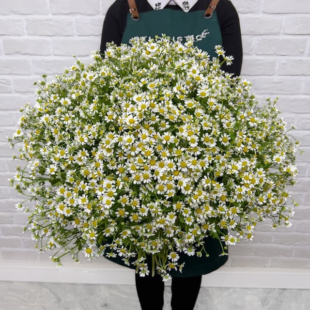 Букет из 61 Ромашки «Воздушная радость» Букет из 61 Ромашки «Воздушная радость»