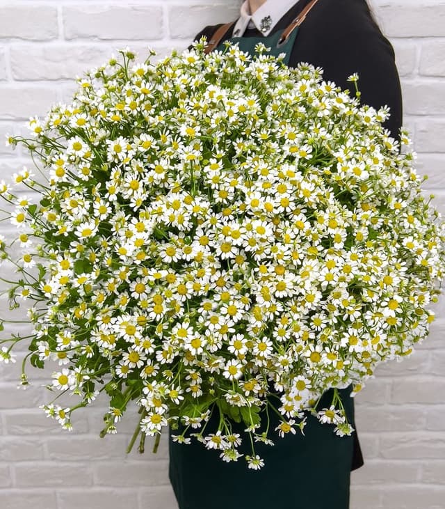 Букет из 61 Ромашки «Воздушная радость» Букет из 61 Ромашки «Воздушная радость»