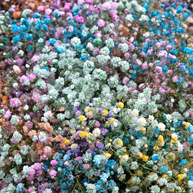 Букет из Радужной Гипсофилы «Веселой» Букет из Радужной Гипсофилы «Веселой»