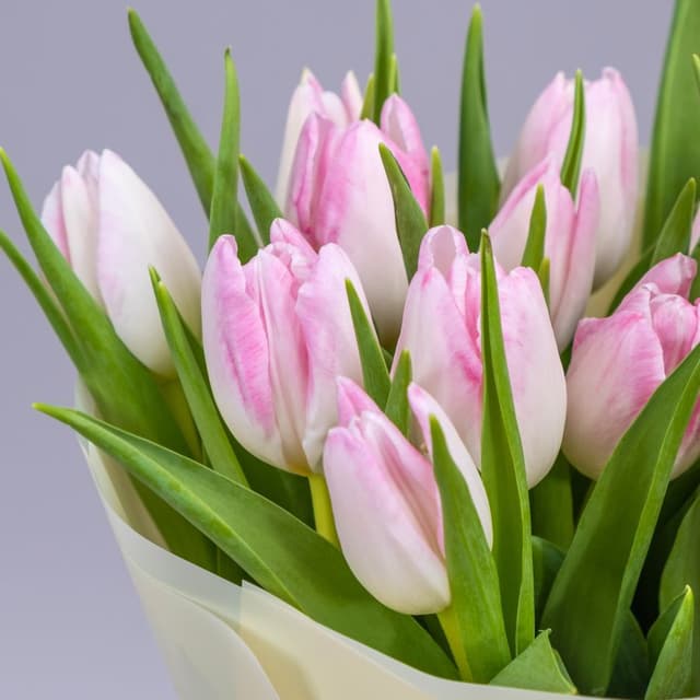 Букет из нежно-розовых тюльпанов 15 шт «Сапфир» Букет из нежно-розовых тюльпанов 15 шт «Сапфир»
