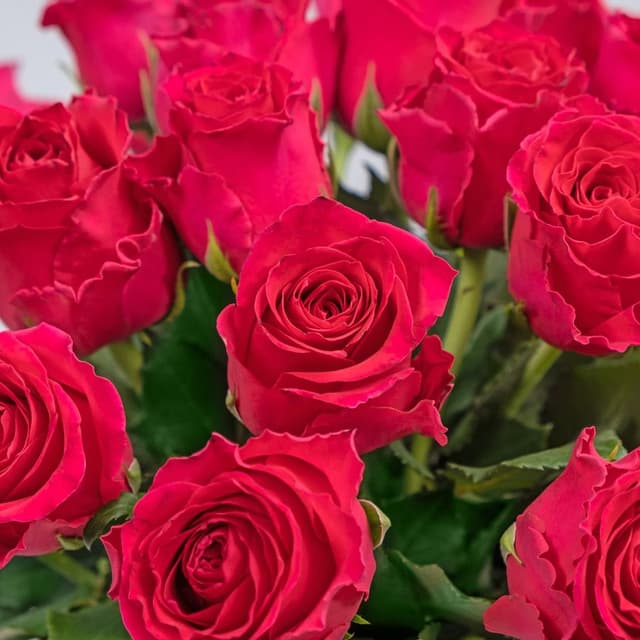 Композиция из малиновых Роз Кения 25 шт в шляпной коробке «Малинки» Композиция из малиновых Роз Кения 25 шт в шляпной коробке «Малинки»