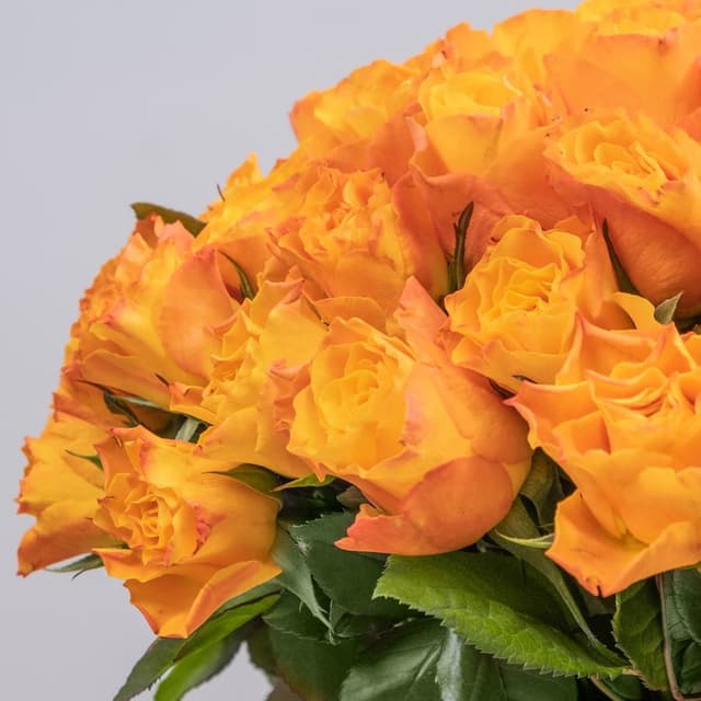 Композиция из оранжевых Роз Кения 101 шт в шляпной коробке «Спелый апельсин» Композиция из оранжевых Роз Кения 101 шт в шляпной коробке «Спелый апельсин»