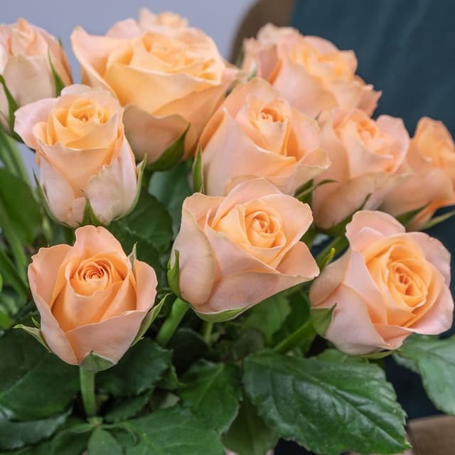 Композиция из Роз Кения 25 шт в шляпной коробке «Сочный персик» Композиция из Роз Кения 25 шт в шляпной коробке «Сочный персик»