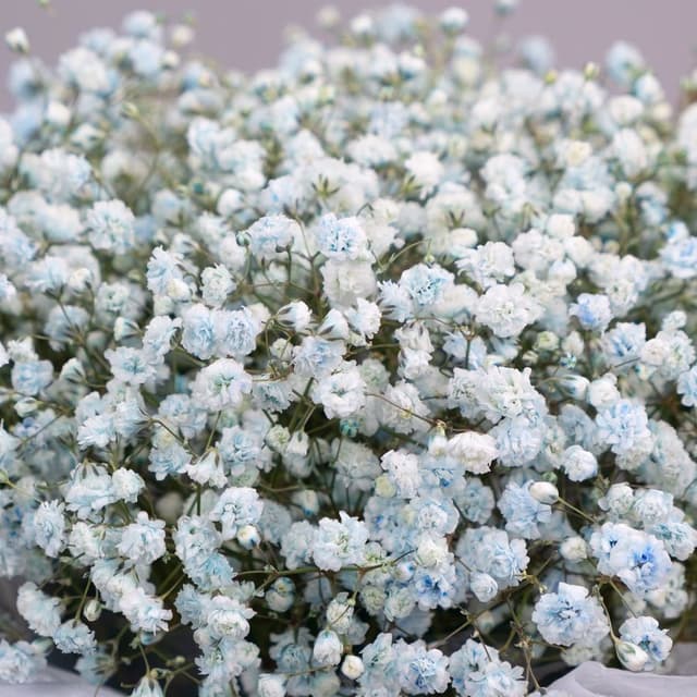 Композиция из Гипсофилы в шляпной коробке «Голубая Лагуна» Композиция из Гипсофилы в шляпной коробке «Голубая Лагуна»