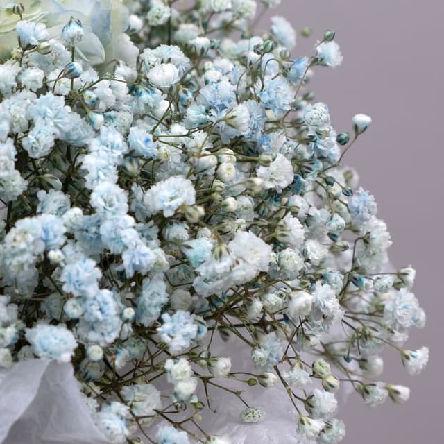 Композиция из Гипсофилы и Гортензии в шляпной коробке «Лазурный берег» Композиция из Гипсофилы и Гортензии в шляпной коробке «Лазурный берег»