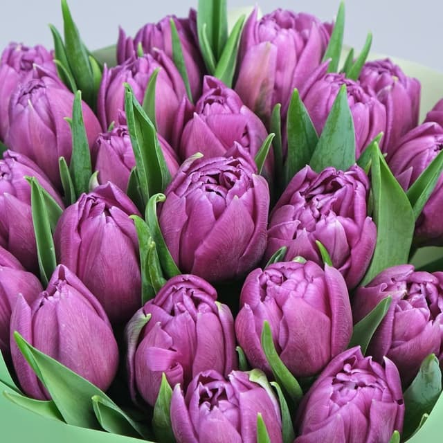 Букет из Тюльпанов 25 шт «Фиолетовая Любовь» Букет из Тюльпанов 25 шт «Фиолетовая Любовь»