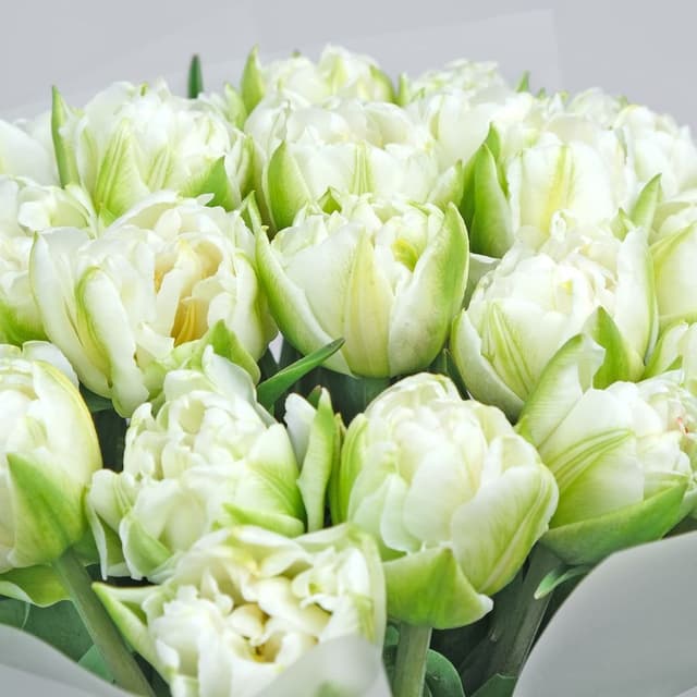 Букет из Пионовидных Тюльпанов 31 шт «Любовная Любовь» Букет из Пионовидных Тюльпанов 31 шт «Любовная Любовь»