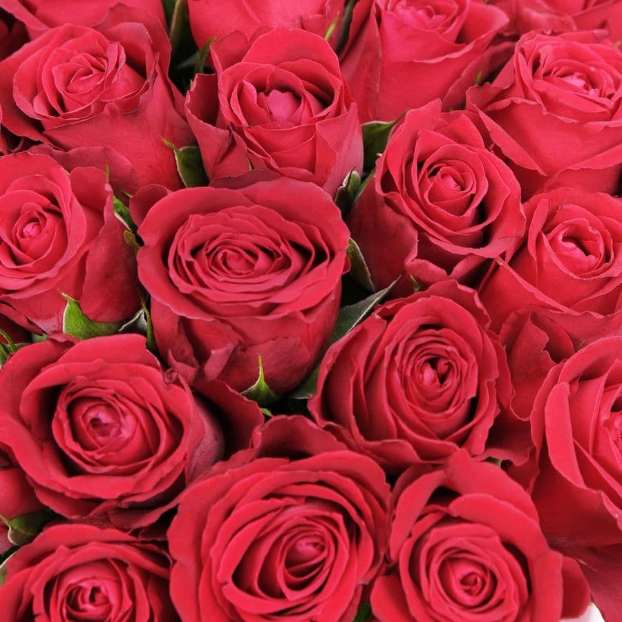 Композиция из красных Роз 51 шт в шляпной коробке «Фрейя»