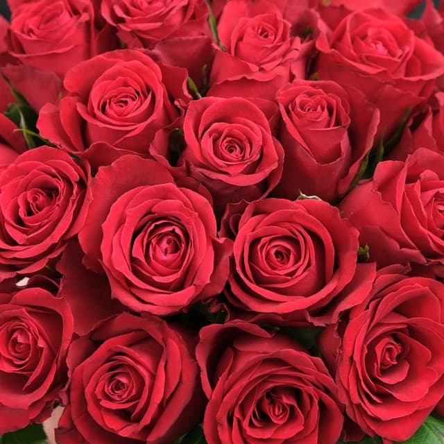Композиция из красных Роз 25 шт «Каролина» в шляпной коробке Композиция из красных Роз 25 шт «Каролина» в шляпной коробке