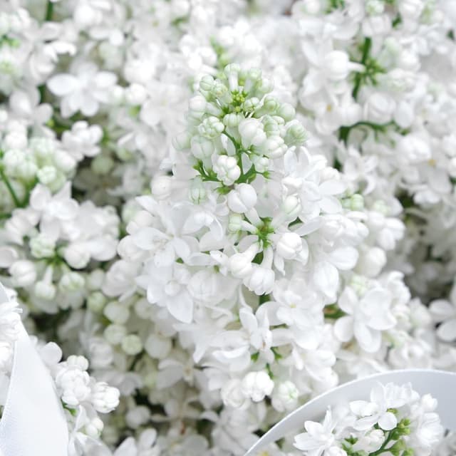 Букет из белой Сирени «Бонсай» Букет из белой Сирени «Бонсай»