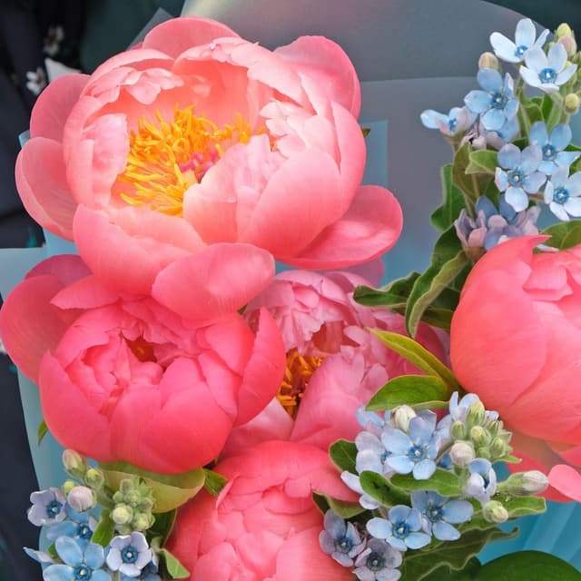 Букет из Пиона и Окcипеталума «Коралловый Риф» Букет из Пиона и Окcипеталума «Коралловый Риф»