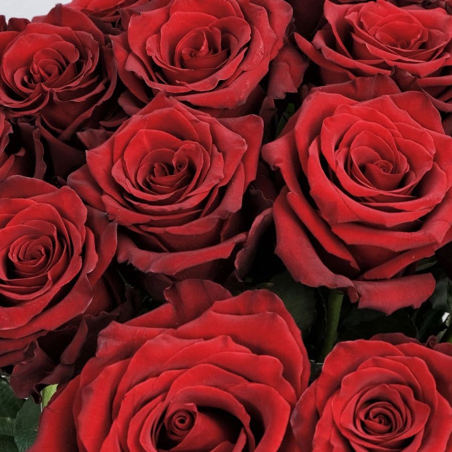 Букет из красных Роз 15 шт 100 см «Идеальная любовь»