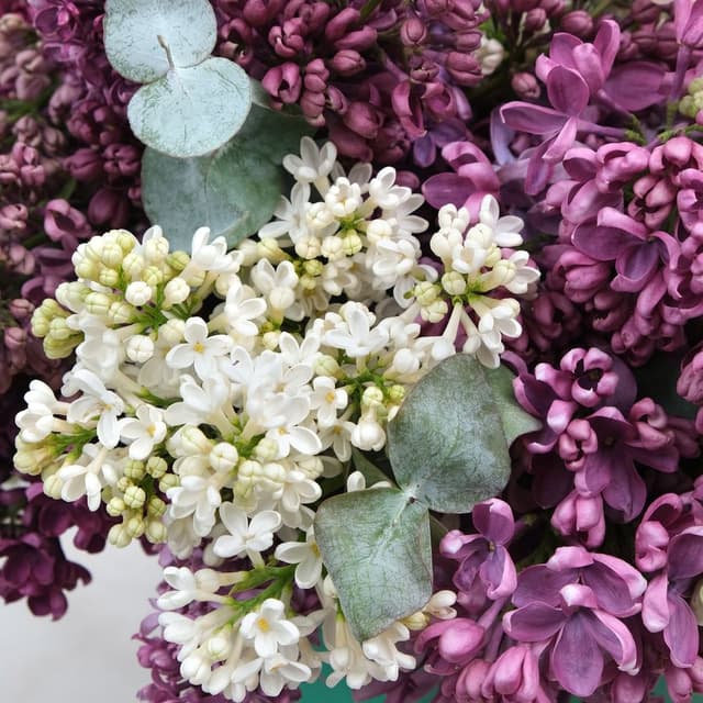 Композиция из Сирени «Виктория» с эвкалиптом Композиция из Сирени «Виктория» с эвкалиптом