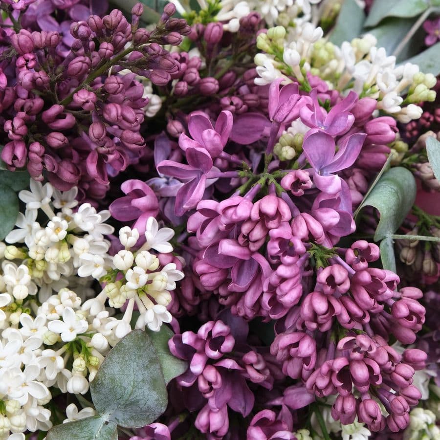 Композиция из Сирени «Анабель» с эвкалиптом