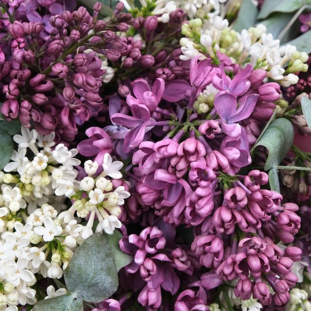 Композиция из Сирени «Анабель» с эвкалиптом Композиция из Сирени «Анабель» с эвкалиптом