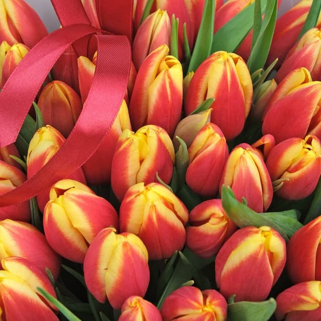 Букет из Тюльпанов 51шт «Это любовь» Букет из Тюльпанов 51шт «Это любовь»
