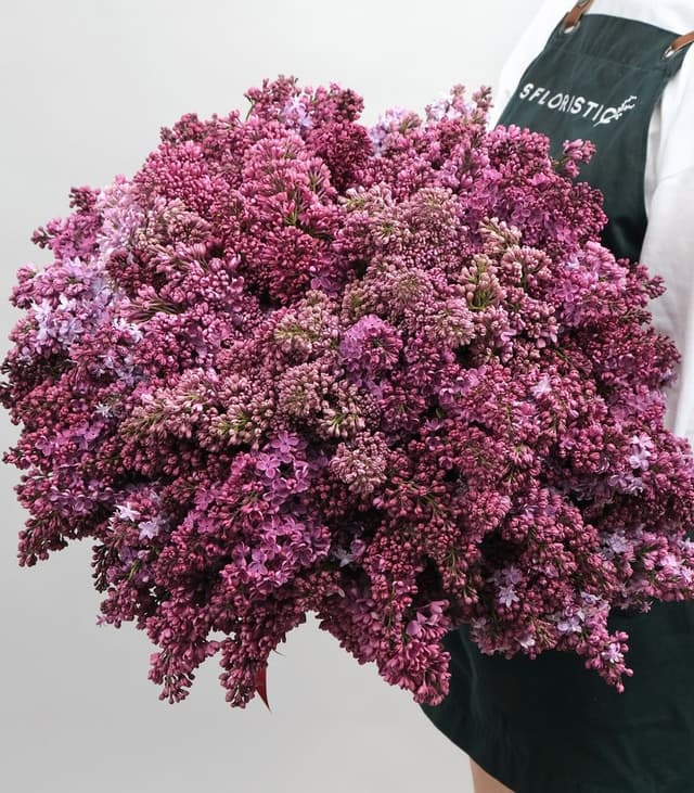 Букет из 101 Сирени «Дерево Любви» Букет из 101 Сирени «Дерево Любви»