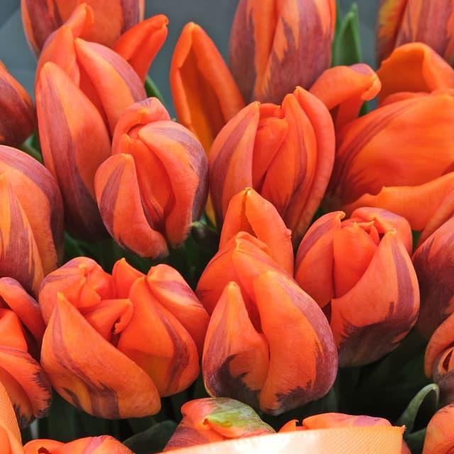 Букет из Тюльпанов 51шт «Хургада» Букет из Тюльпанов 51шт «Хургада»