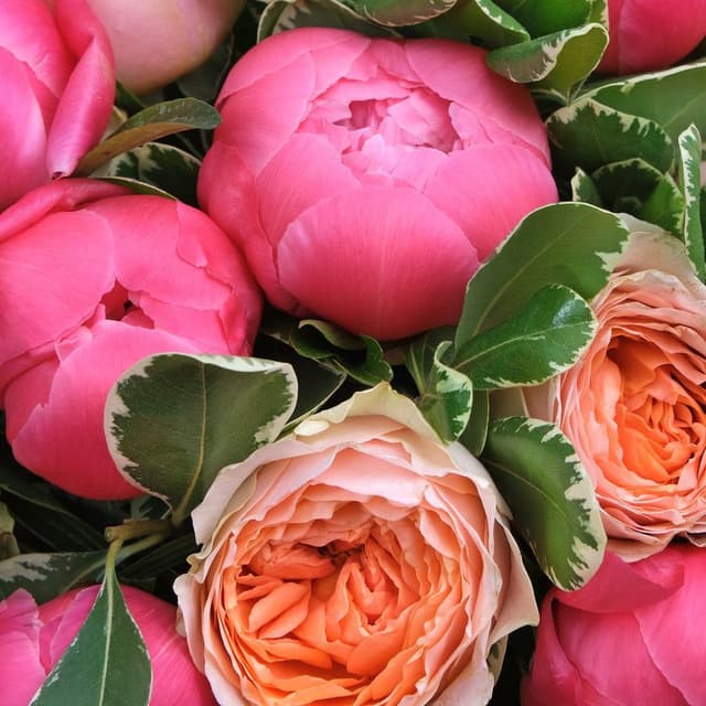 Букет из Пионов и Пионовидной Розы «Харпер» Букет из Пионов и Пионовидной Розы «Харпер»