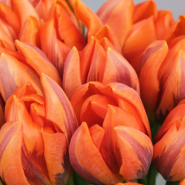 Букет из Тюльпанов 19 шт «Элизабет» Букет из Тюльпанов 19 шт «Элизабет»