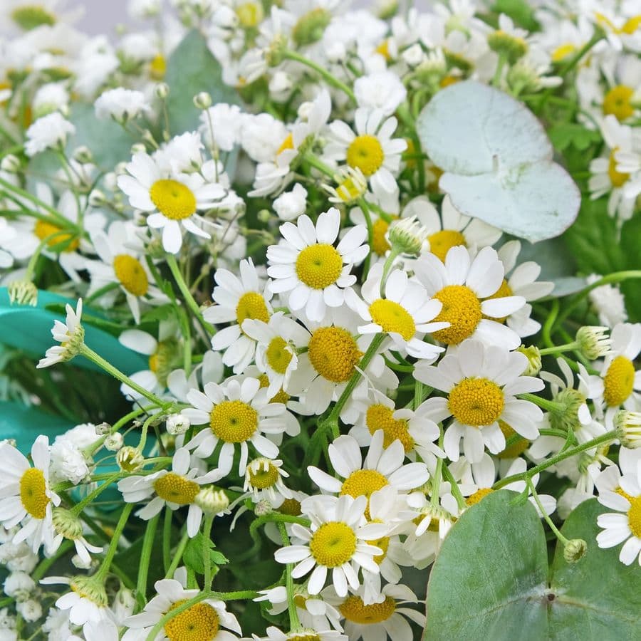 Композиция из Ромашки и Гипсофилы в шляпной коробке «Нежная Любовь»