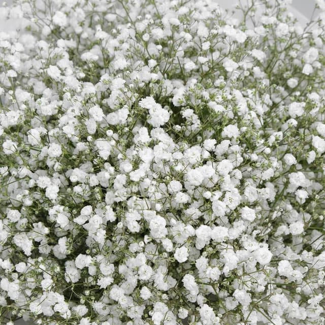 Букет из Гипсофилы 15 шт «Белая Ночь» Букет из Гипсофилы 15 шт «Белая Ночь»