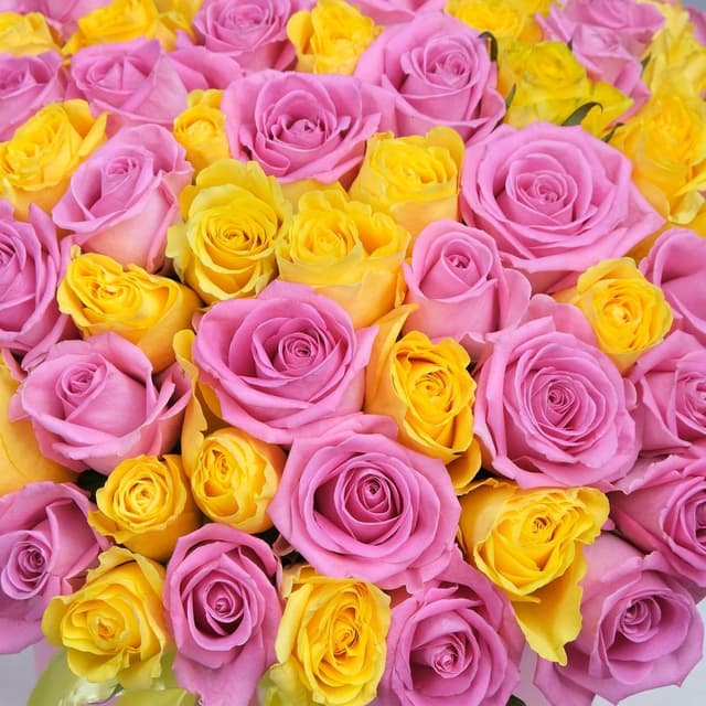 Композиция из кенийских Роз 101 шт в шляпной коробке «Утренний Рассвет» Композиция из кенийских Роз 101 шт в шляпной коробке «Утренний Рассвет»