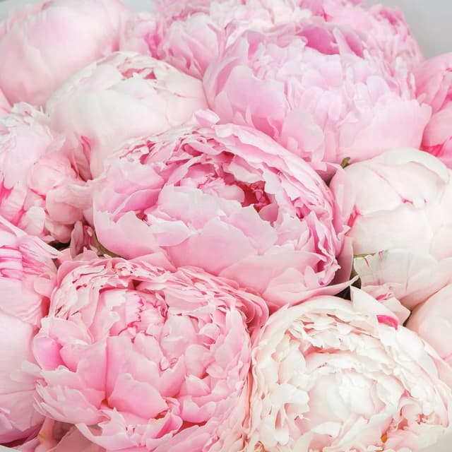 Букет из 15 Пионов «Розовое Суфле» Букет из 15 Пионов «Розовое Суфле»