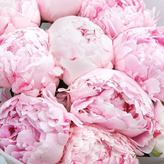 Букет из 11 Пионов «Воздушное облачко» Букет из 11 Пионов «Воздушное облачко»