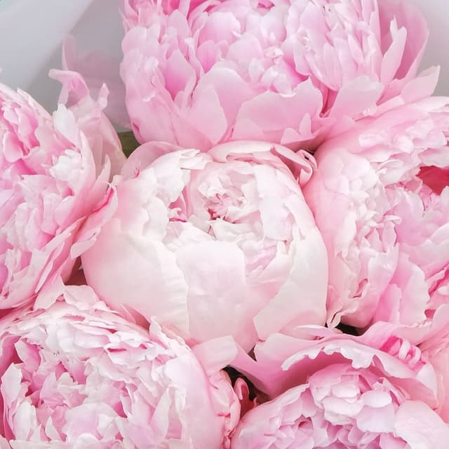 Букет из 7 Пионов «Розовые Хлопья» Букет из 7 Пионов «Розовые Хлопья»