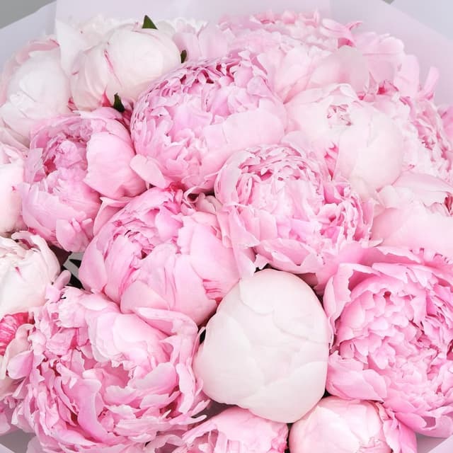 Букет из 25 Пионов «Вкус Любви» Букет из 25 Пионов «Вкус Любви»