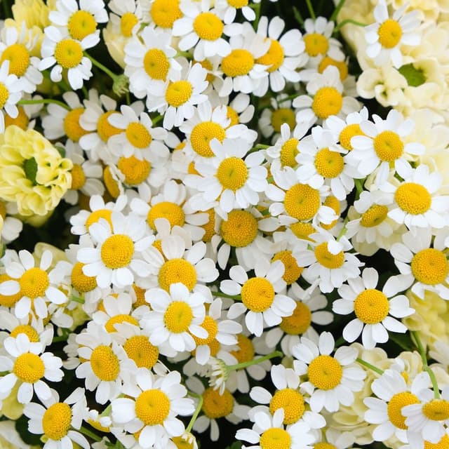 Букет из Матрикарии и Хризантемы «Лучистое солнышко» Букет из Матрикарии и Хризантемы «Лучистое солнышко»