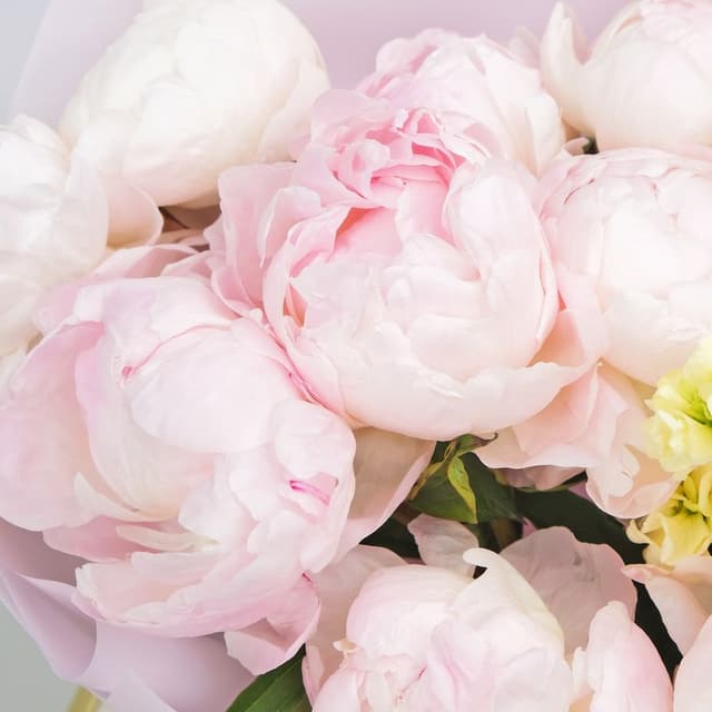 Букет из Пионов и Маттиолы «Розовая Фиалка» Букет из Пионов и Маттиолы «Розовая Фиалка»