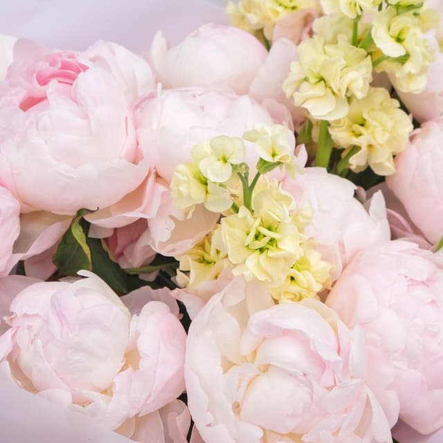 Букет из Пионов и Маттиолы «Розовая Фиалка» Букет из Пионов и Маттиолы «Розовая Фиалка»