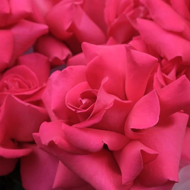 Букет из Роз «Фламинго» Букет из Роз «Фламинго»