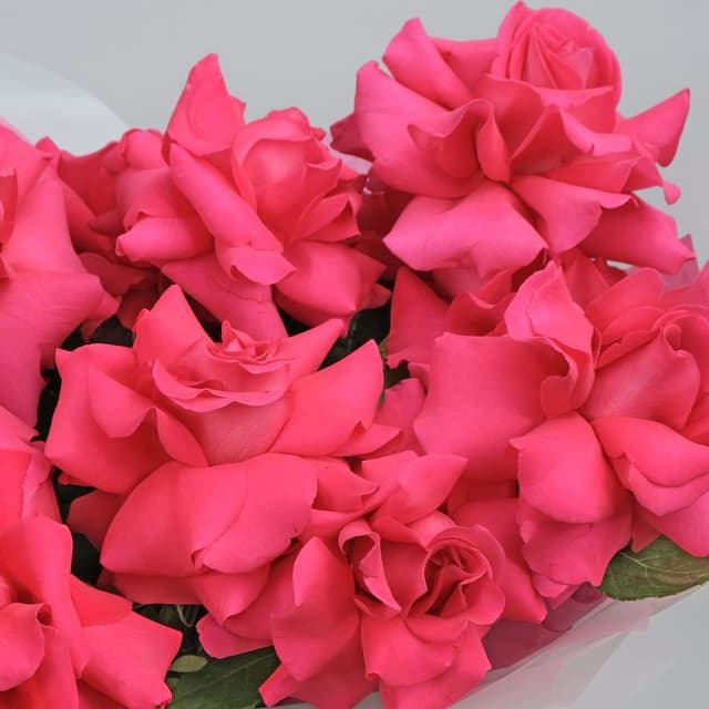 Букет из малиновых Роз «Флойд» Букет из малиновых Роз «Флойд»